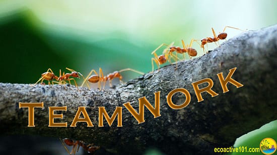 A tree branch with ants at work, and the word "Teamwork"