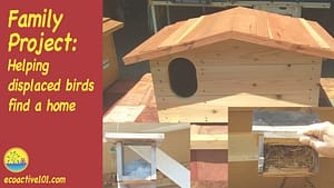 A large barn owl box, a small bird feeder and a small screened box filled with dryer lint that birds can peck out to use in building their nests. The words say, “Family Project, Helping displaced birds find a home.”