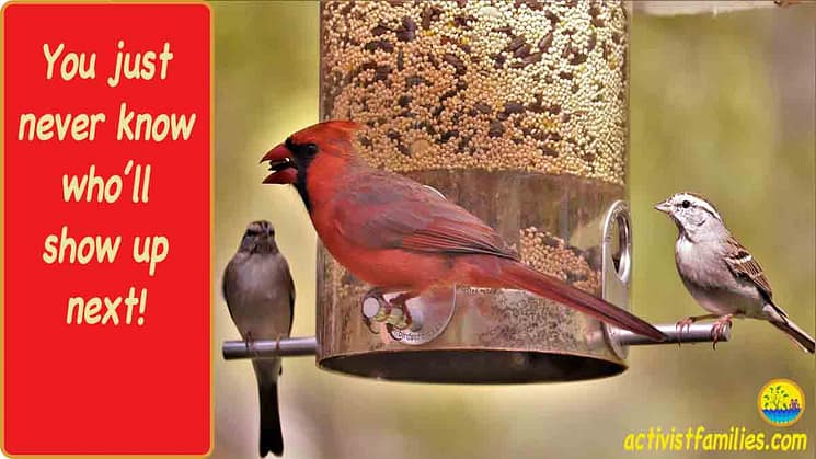 A bright red cardinal perches on side of a bird feeder holding a seed in his mouth, with a sparrow sitting on either side of him. The text, set against a bright red background, reads, “You just never know who’ll show up next!”